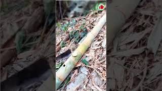 Modern Farming Ep# 0148 #satisfying #shorts #viral #cuttingskills #harvesting #bamboo