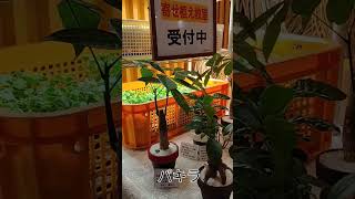 南紀白浜ホテルシーモア出店中 #shorts #苔玉 #観葉植物