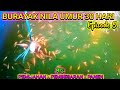 BURAYAK NILA UMUR 30 HARI - Episode 9