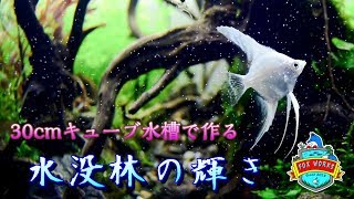 No.063 30cmキューブ水槽で作る『水没林の輝き』