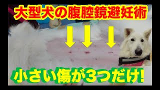 大型犬の腹腔鏡下避妊手術