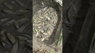 என்னமா ! துள்ளி குதிக்குது மீனு🐟🐟 Thulli kuthithu vilum meenu🐟|| fishing || indian remote village