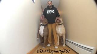 MONSTER Pitbulls showing you their power!! THE HULK \u0026 GHOSTFACE