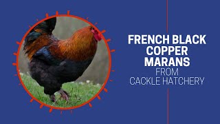 French Black Copper Marans | Cackle Hatchery