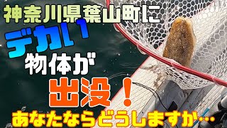 葉山の海上でとんでもないものを発見…救出！