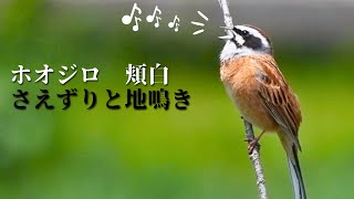 ホオジロの鳴き声（さえずり、地鳴き2種） / Meadow Bunting / 頬白(ほおじろ) /北海道野鳥