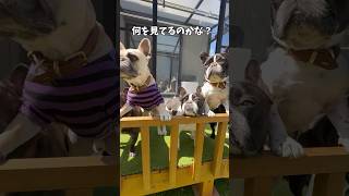 今月は何のおもちゃ⁉️#フレンチブルドッグ#フレブル#フレブル6兄弟 #多頭飼い#dog#frenchbulldog #frebull #shortsvideo #shorts