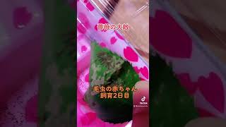 薔薇の大敵　害虫　毛虫の赤ちゃん　飼育2日目