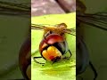 wasp vs dragonfly again 🙀😮🙀 animal wildlife wasp dragonfly nature fighting survival sad