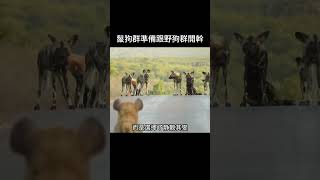 鬣狗群準備跟野狗群開幹 #動物解說 #野生動物