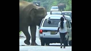 අලි කප්පම  #srilanka #anuradhapura #elephant #