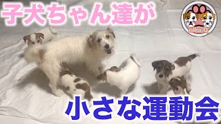 【ジャックラッセル】子犬ちゃん達がママと一緒に小さな運動会「動物癒し動画」にくきゅう