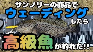 サンノリーの商品でウェーディングしたら高級魚が釣れた‼︎