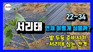 봉춘팜 서리태농사|서리태는 언제 어떻게 심을까? / 밭 두둑 준비 / 심는 간격