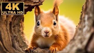 Baby Animals 4K (60FPS) Ultra HD - Top 50 Cute Animals in With Relaxing Music