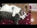 子猫を抱きしめて寝かしつける父猫が翌日可哀そうなことに