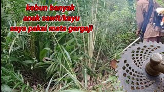 Babat Kebun Isinya Anak Sawit dan Anak Kayu Saya libas Dengan mata pisau Gergaji