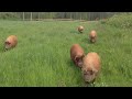 kohonen farm mangalitza