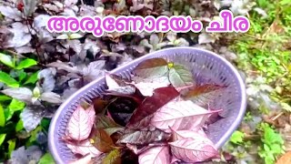 അരുണോദയം ചീര | ഇത് നിങ്ങൾ കഴിച്ചിട്ടുണ്ടോ?