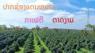 Laos :ปากซ่อง จำปาสัก ลาวใต้  หนาวจนมือสั่น ดินแดนแห่งกาแฟดี น้ำตกงาม