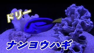 【アクアリウム】 ナンヨウハギ（ドリー）の紹介（Palette surgeonfish）