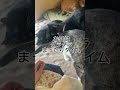 これだけで猫にモテる！？