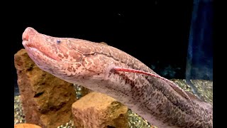 プロトプテルス　ドロイ　Spotted African Lungfish、Slender Lungfish　Protopuerus dolloi