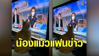 หนูชอบดูข่าว! น้องแมวส้มนั่งชิดจอทีวี ฟัง 'สรยุทธ-ไบรท์' เล่าข่าวเรื่องเล่าเช้านี้