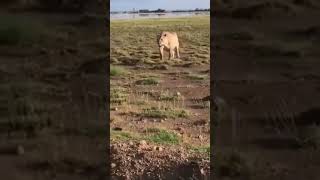 Pregnant Lioness