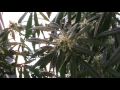 Flowering Cannabis Plants (Week 5 Update)