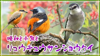 混群に潜むリュウキュウサンショウクイを追う！秋の公園で賑わう野鳥たち《野鳥撮影vlog》｜ジョウビタキ、ヤマガラ、モズ