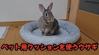 トイレの代わり！？ペット用クッションを使うウサギ【757】365日うさぎ/うさ父どうが