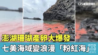 澎湖珊瑚產卵大爆發　七美海域變浪漫「粉紅海」｜華視新聞 20230515