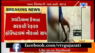 Bharuch: ઝઘડિયાના Umalla Government Hospital માં નીકળ્યો Snake, Rescued | Vtv News