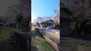 【片鉄ロマン街道】天瀬駅は桜が満開🌸