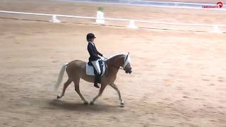 Adel Haflinger \u0026 Floor / Proef Stadl Paura (AT.) / Haflinger Europa Championat 2018