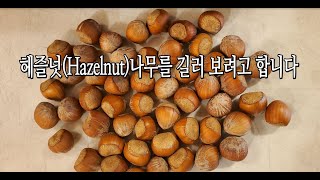 헤즐넛 (Hazelnut) 나무를 길러 보려고 합니다 / 나의소소한행복 - [텃밭]