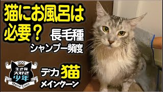 【メインクーン】猫にお風呂は必要？長毛種のシャンプー頻度