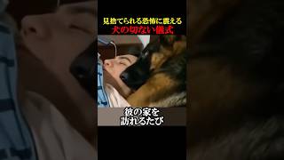 ㊗️10万回再生！見捨てられる恐怖に震える犬の切ない儀式とは！？#動物 #感動