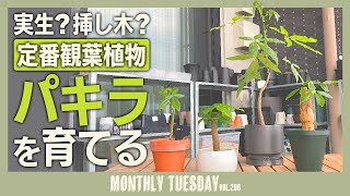 【パキラ植え替え】観葉植物の定番パキラ！実生と挿し木について【ゲッチューファーム園芸ver】