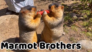 Two Adorably Chubby Himalayan Marmots Share a Carrot - Hilarious and Heartwarming!