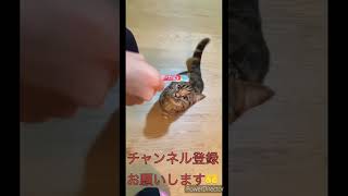 チュール大好き短足マンチカン