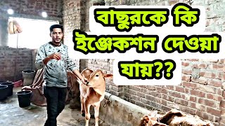 বাছুর গরুকে কি ইঞ্জেকশন পুশ করা যায়?? সঠিক নিয়ম জানুন।