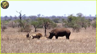 This Lion Was Doomed! Rare Animal Fights Caught On Camera | Animal Fighting