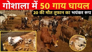 गौशाला पर कुदरत का कहर,लाखो का हुआ नुकसान/देखिये मनोहर भारती की रिपोर्ट Kabir Kiran News