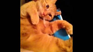 Purring Pussy