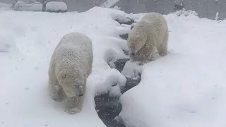 20181207:今日の円山動物園