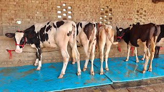 10 ਵਹਿੜਾਂ ਲਖਵੀਰ ਅਜਿੱਤ ਗਿੱਲ ਵਾਲੇ ਕੋਲ, 10 Heifers for Sale