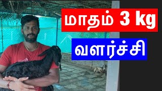 ஆட்டு பண்ணை அனுபவங்கள்8 | மாதம் 3 kg வளர்ச்சி | ஆடுகள் எடை கணக்கெடுப்பு | #goat #goatfarming #goats