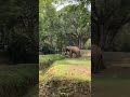 തിരുവനന്തപുരം മൃഗശാലയിലെ ഒരു ആനയെ കണ്ടോ🐘 thiruvananthapuram zoo elephant shorts